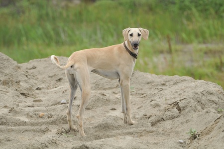 Greyhound, Saluki houndの写真素材