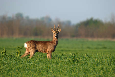 Roebuck in the cornの写真素材