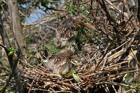 little heron on the nest