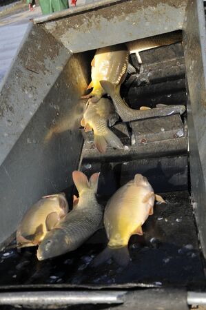 Fresh fish a carp, close upの写真素材