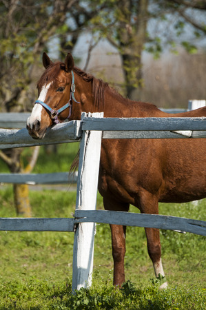 Horse on a summer pastureの写真素材