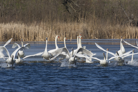 Mute Swanの写真素材