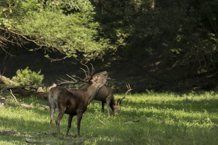 Red deer stagの写真素材