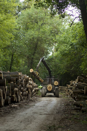 Freshly cut timber awaiting transportationの写真素材