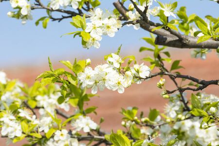 white blooming flowers