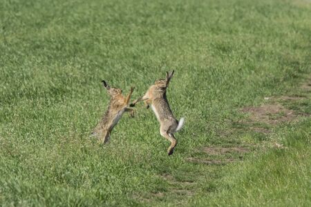 Rabbit on green grassの写真素材