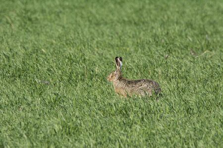 Rabbit on green grass
