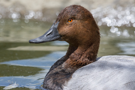 Portrait of wild duck on the waterの写真素材
