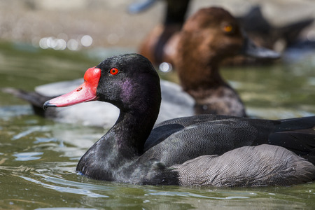 Wild duck on the waterの写真素材