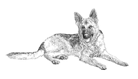 German Shepherdのイラスト素材