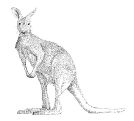 Drawing of a kangaroo, isolated on whiteのイラスト素材