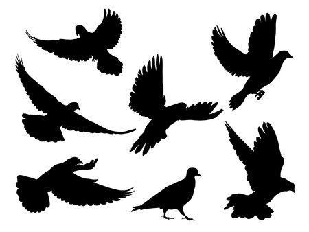 Silhouettes of doves in many different flying positions and anglesのイラスト素材
