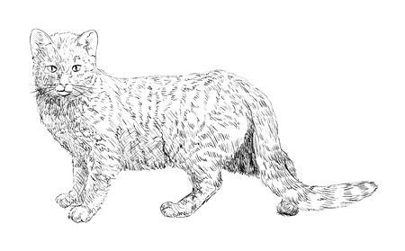 Sketch of cat, hand drawn vector illustrationのイラスト素材