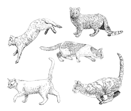 Set of hand drawn cats. Vector illustrationのイラスト素材