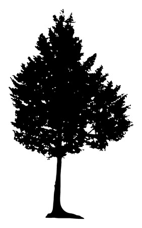 Illustration with pine tree silhouette isolated on white backgroundのイラスト素材