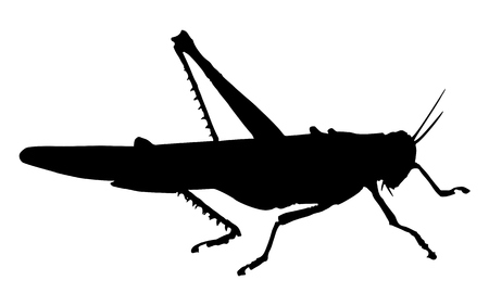 Grasshopper. Silhouette of grasshopperのイラスト素材