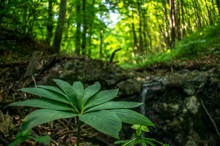 Nice plant in beautiful forestの写真素材