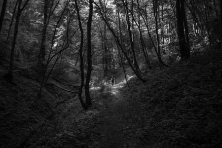 Dark forest in black and whiteの写真素材