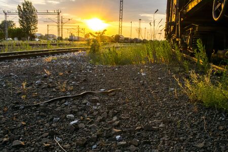 Thin snake on rail