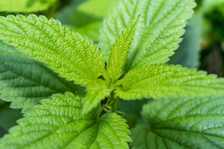 Stinging nettle close-up texture, Urtica dioica, common nettle, domestic nettleの写真素材