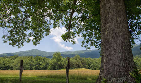 Big Oak tree in mountain pastureの写真素材