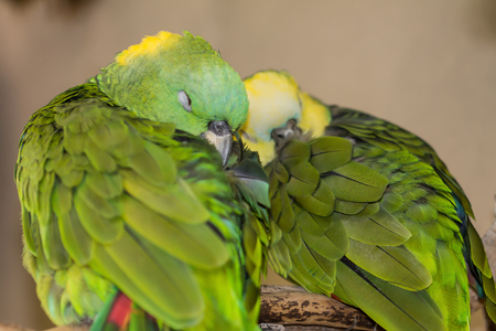 Sleeping green and yellow Lovebirds cuddling together