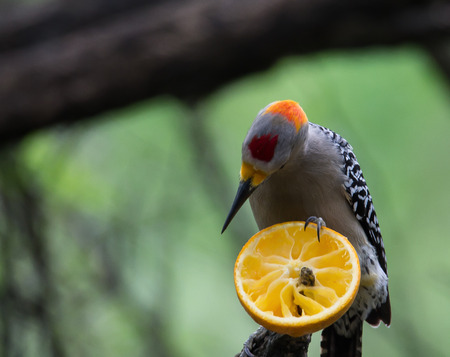red capped Woodpecker eating citrus in a treeの写真素材