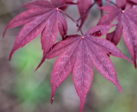 Closeup of Red maple leaves with green bookah background