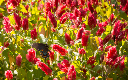 Black and blue butterfly on pink flowersの写真素材