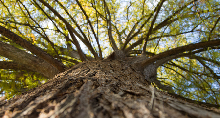 looking up the tree trunk to the green leaves and blue sky