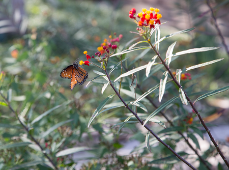 Monarch butterfly on red flowers