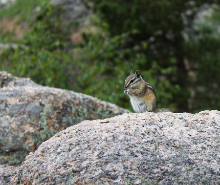 Cute Chipmunk enjoying a sunflower seed standing on large rockの写真素材