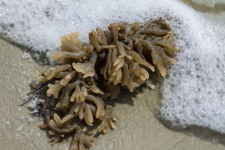 Sea Anemone on the sand