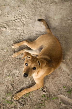 dog stilling on the floorの写真素材