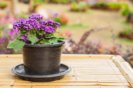 Cute little pot plant on outdoor table.の写真素材