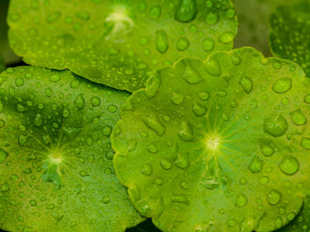 Green leaf with water drops 