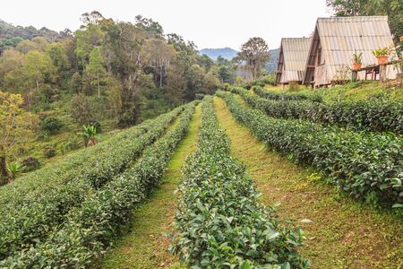 Homes in green tea plantationsの写真素材