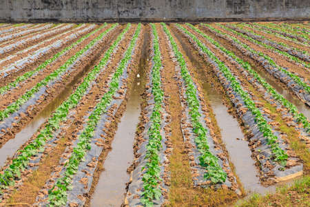 Vegetable plot of the countryside garden.