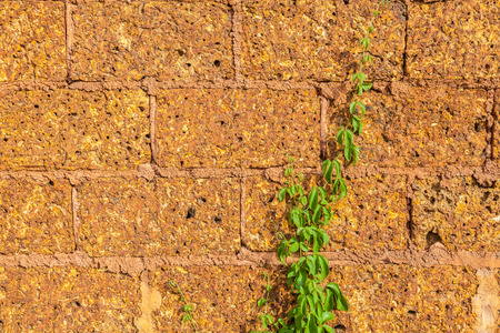 ivy bush on brick wall backgroundの写真素材