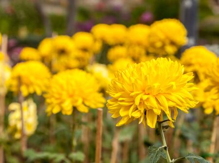 photographed close up flowers yellowの写真素材