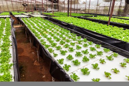 Hydroponics Vegetables : planting the vegetable without soil