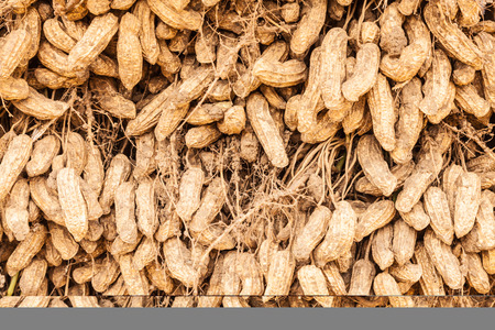 Peanuts in the shell full frame close upの写真素材