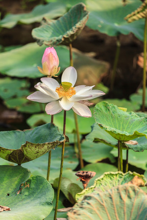 Lotus flower and Lotus flower plantsの写真素材