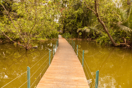 A wooden walkway in the gardenの写真素材