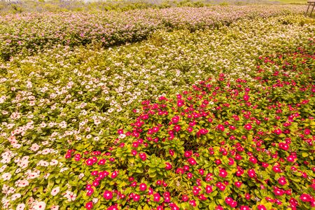 Pink and red flower backgroundの写真素材