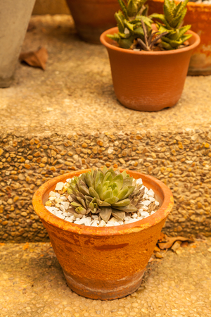 small cactus in a potの写真素材