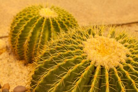Close up of cactus texture backgroundの写真素材