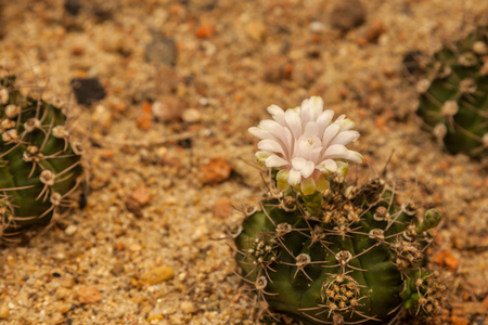 Cactus grows in sandy soilの写真素材