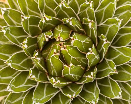 Close up of cactus texture backgroundの写真素材