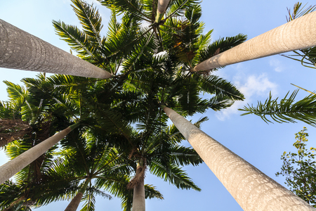 Coconut palm trees bottom viewの写真素材